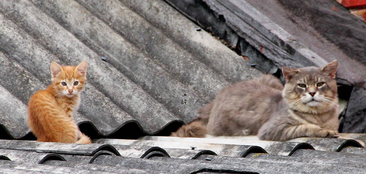 Строгий папа!