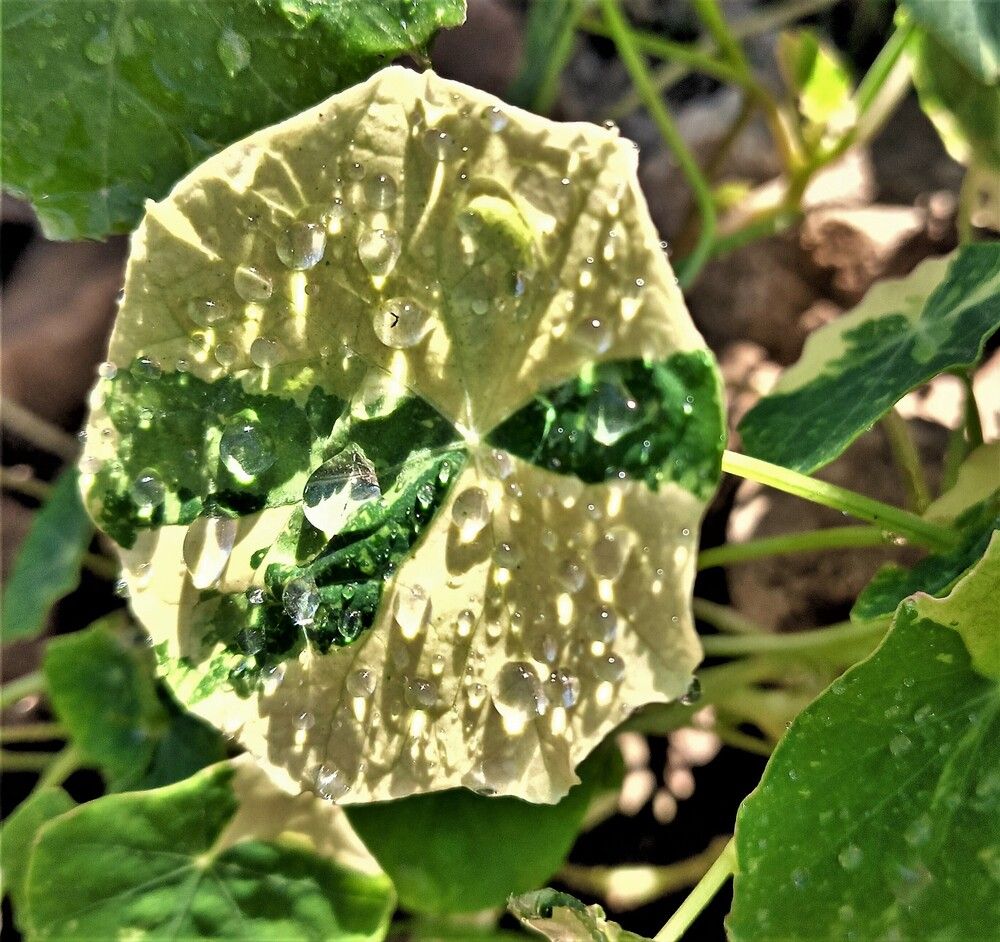 Photograph by Елена Пестова