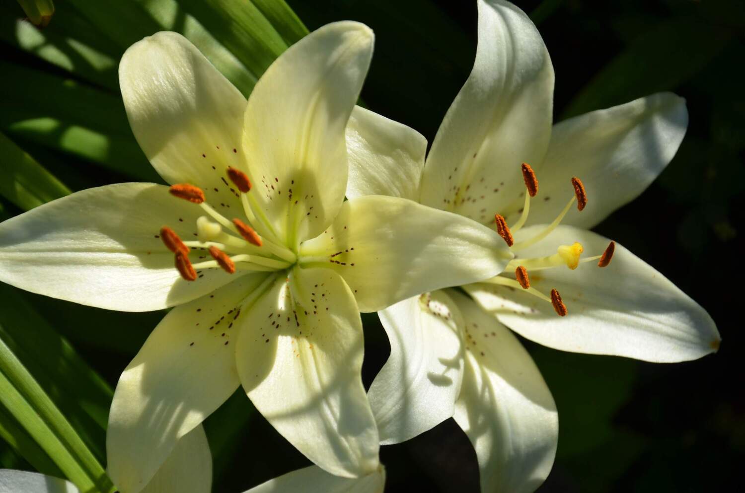 Фотография #13464670