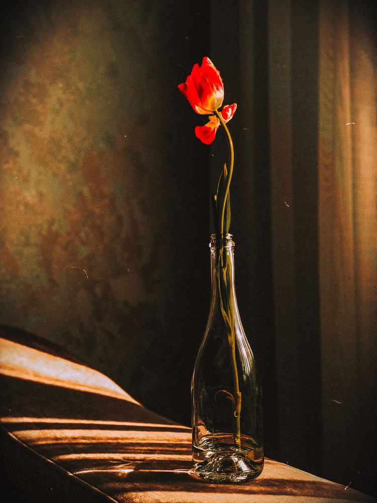 Фотография автора Светлана Долганова