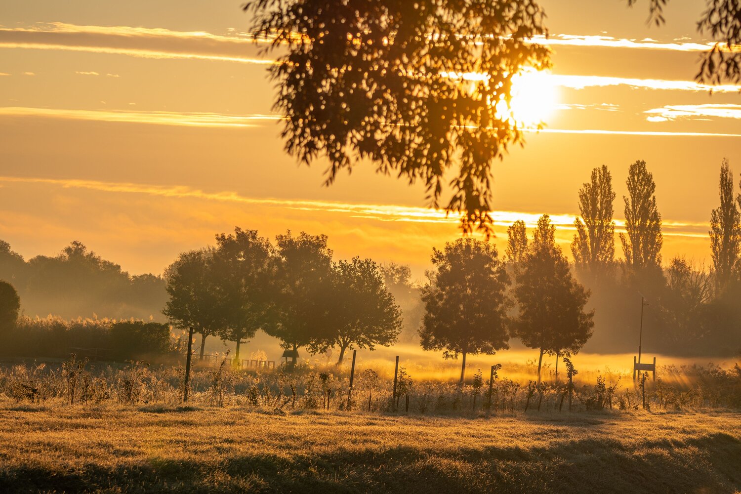 Gentle Embers of Dawn
