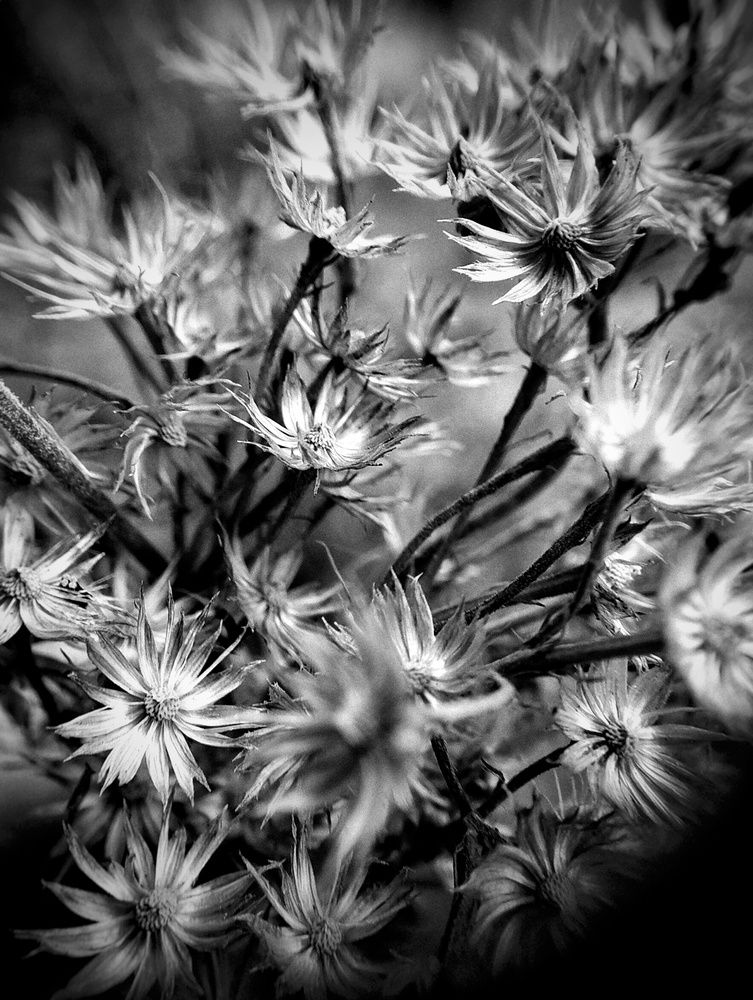 Photograph by Bustamante Molina