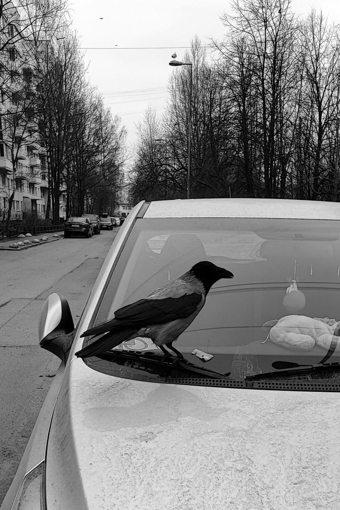 Photo #13466672