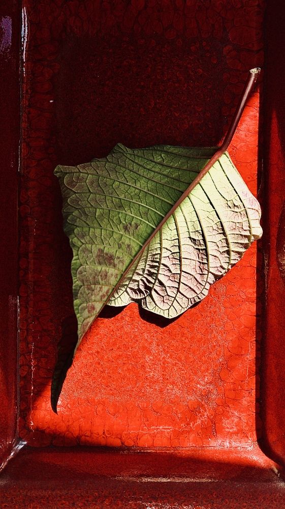 Photograph by Olha