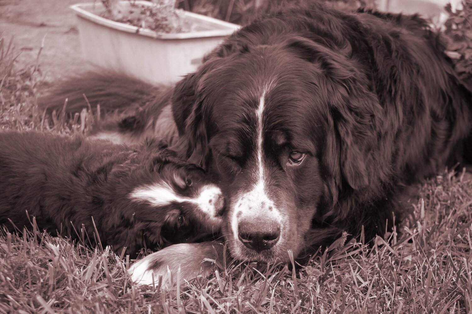 Photo #13467636