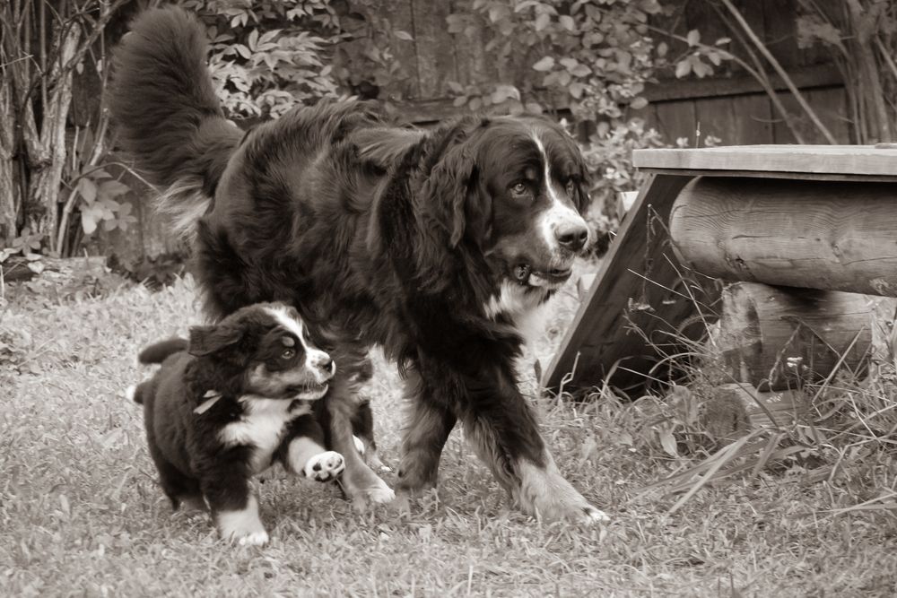 Photo #13467638