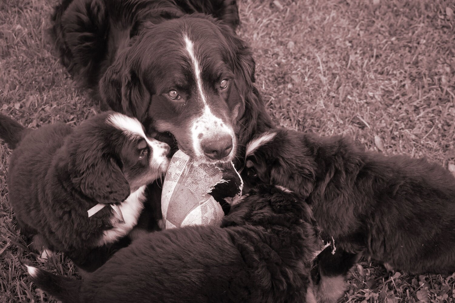 Photo #13467639