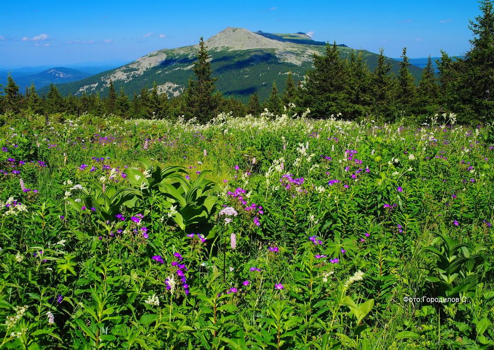 Сияющая птица в зените лета