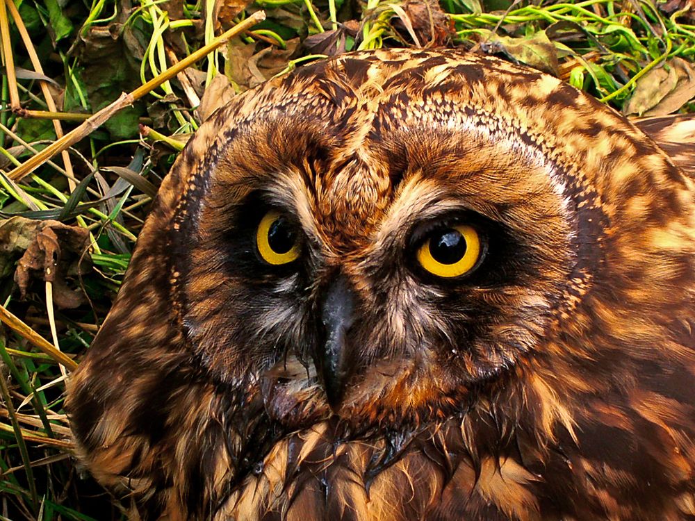 Таежный пучеглаз