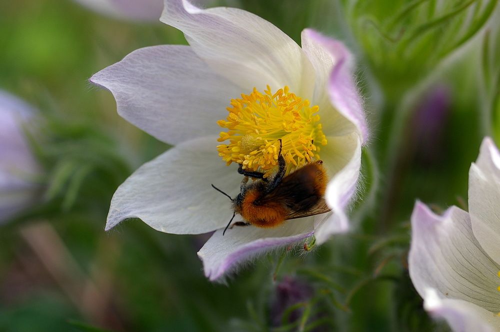 Сладость сон-травы