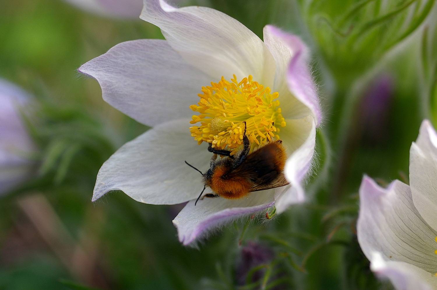 Сладость сон-травы