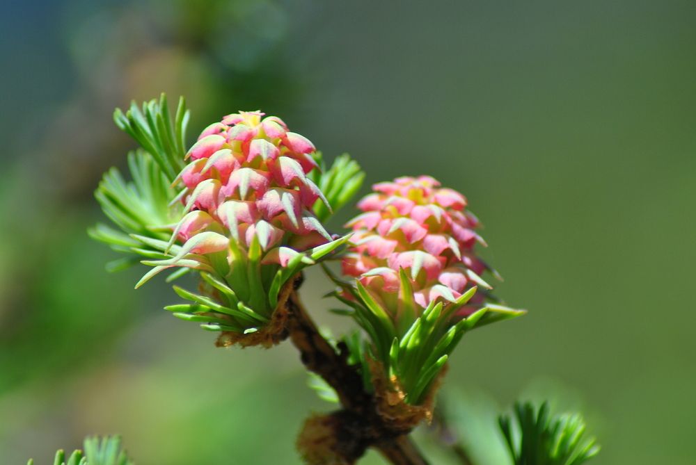 Лиственничный цвет