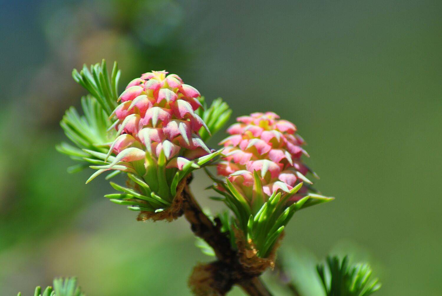 Лиственничный цвет