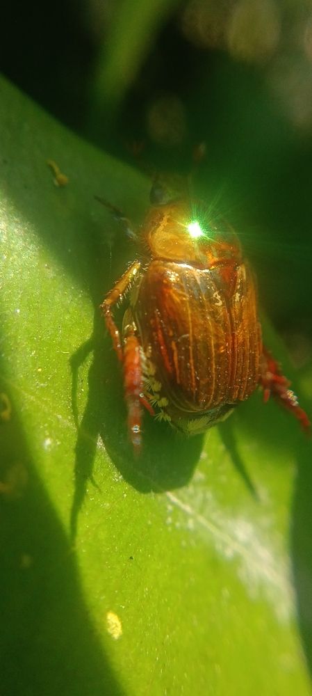 Sun-kissed exoskeleton - Japanese Beetle
