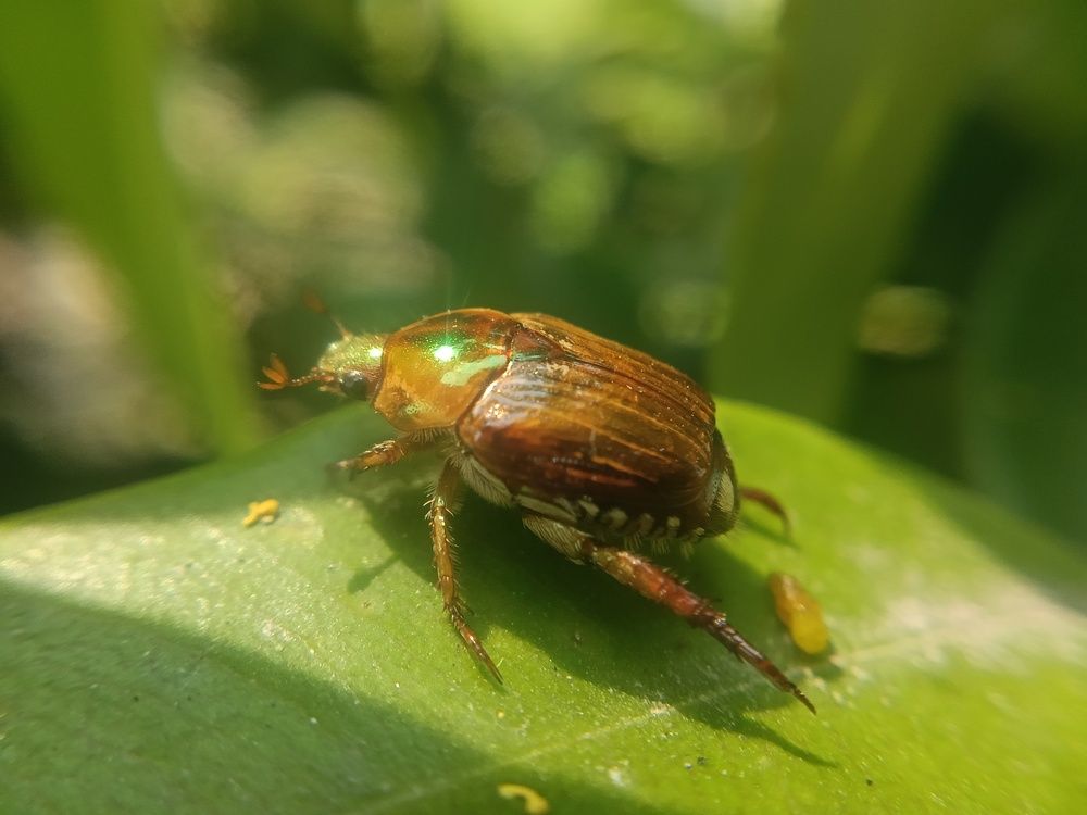 Metals and sunlight - Japanese Beetle
