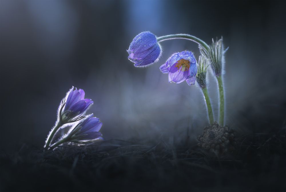 Photograph by Портных Дмитрий
