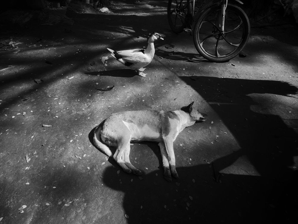 Photograph by Digonto Das