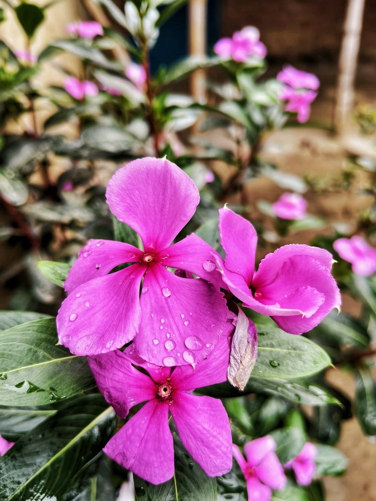 Madagascar periwinkle (Catharanthus roseus)