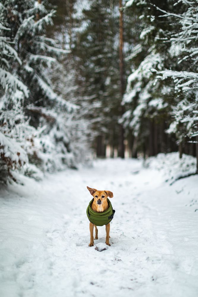 Spacer w zimowym lesie