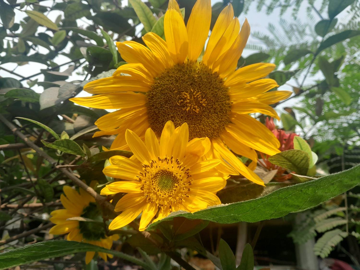 Sunflower
