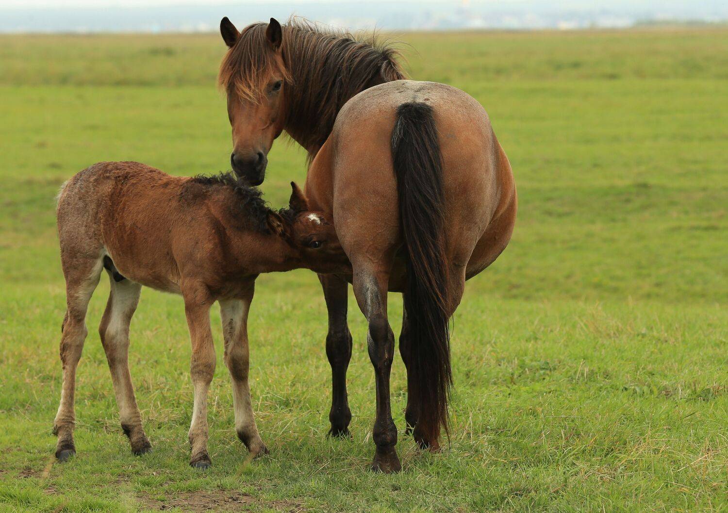 Фотография #13470414