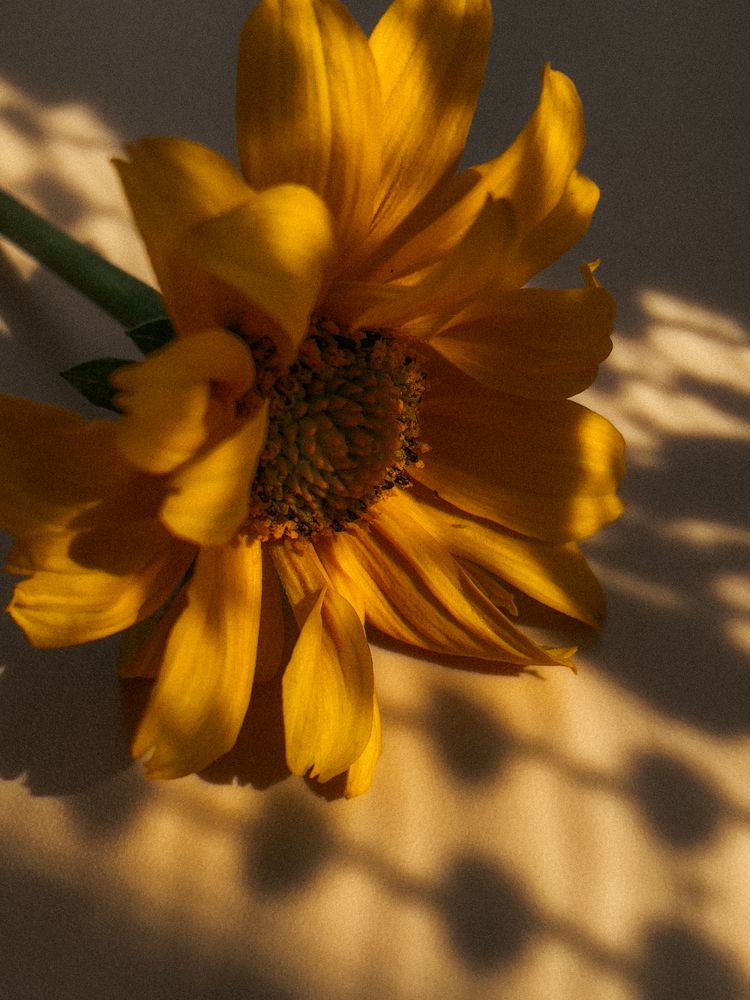 Photograph by Кристина Иванова