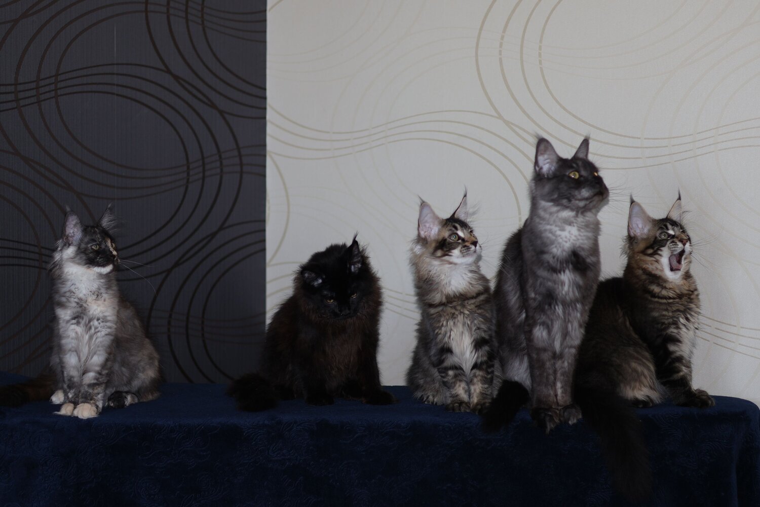 Photo #13470838