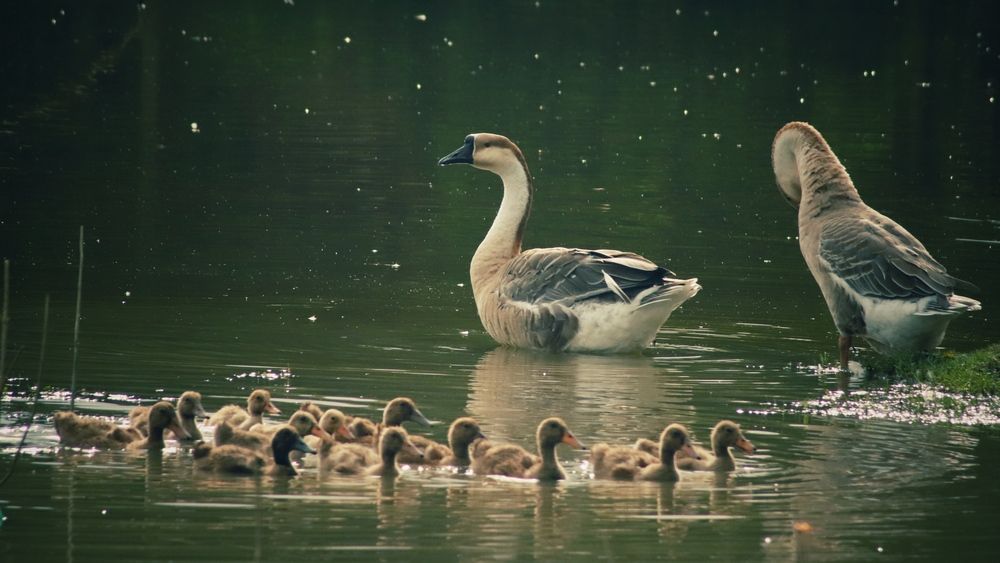 Photograph by Washiful Majid