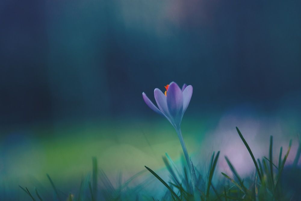 Purple in the Evening Light