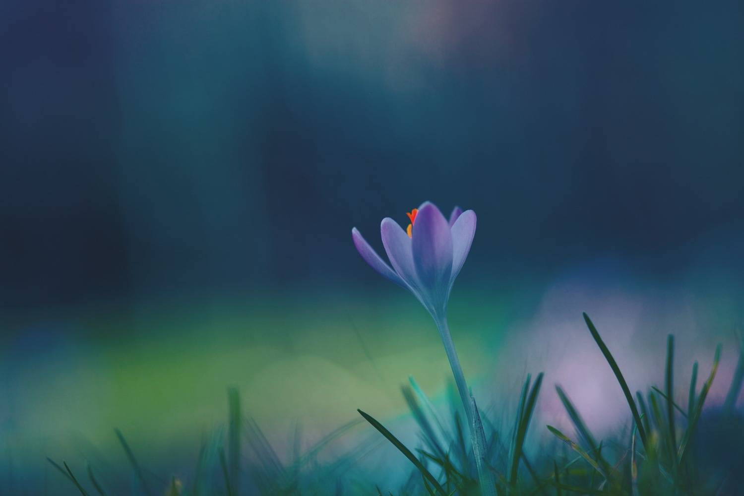 Purple in the Evening Light