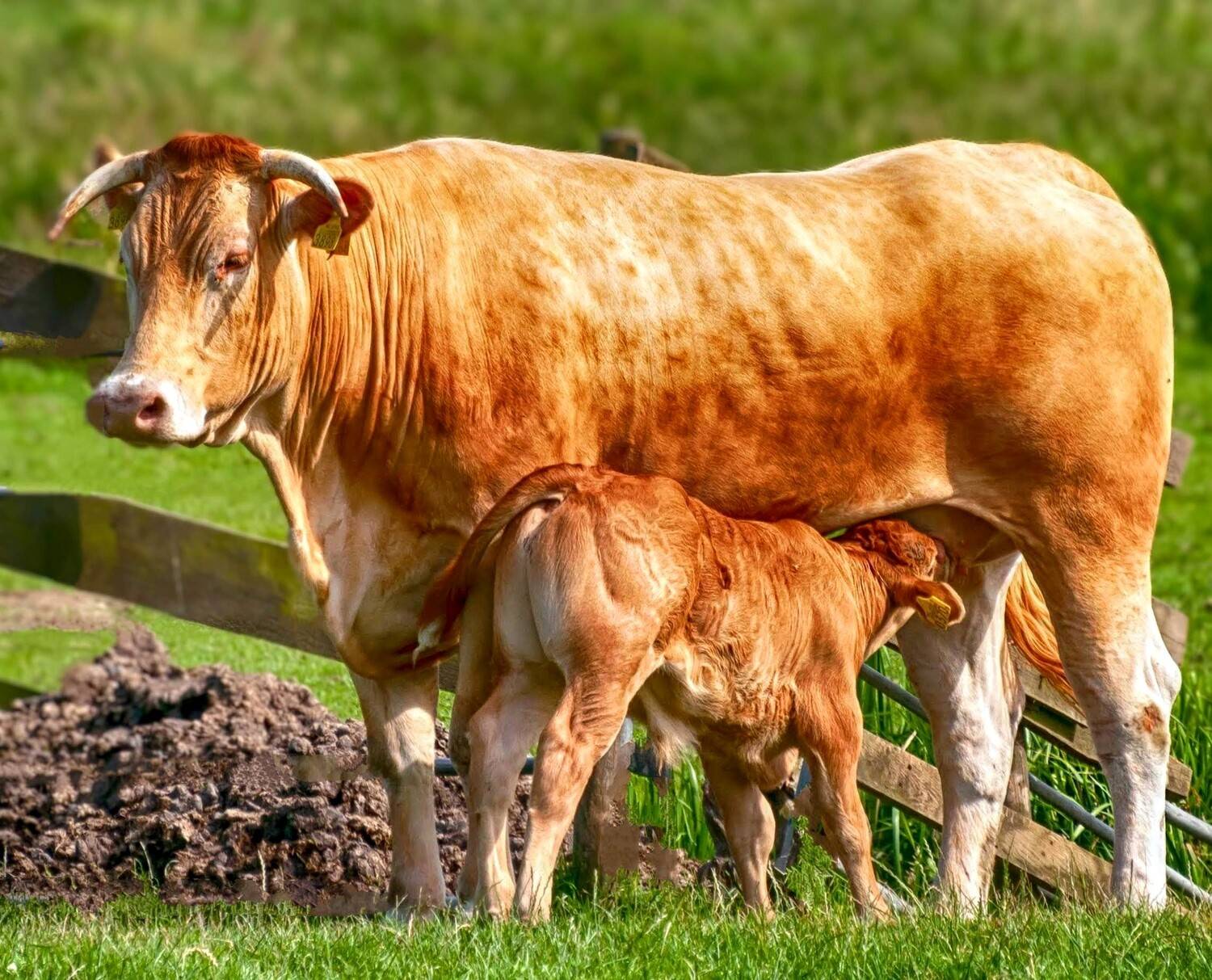 Фотография #13471044