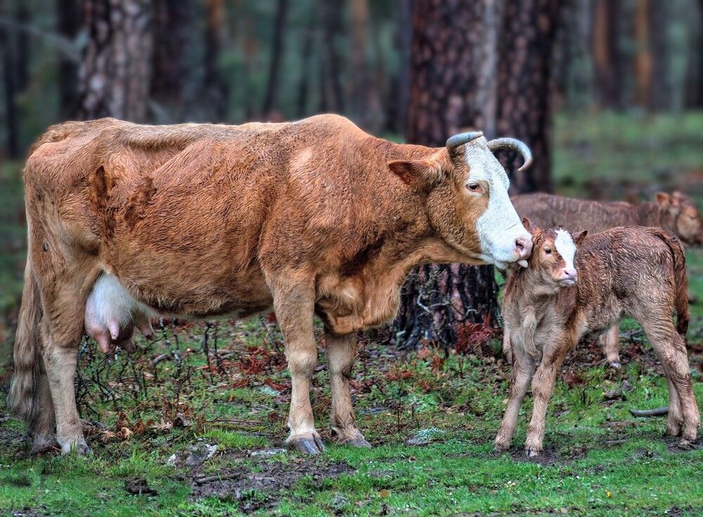 Photograph by Людмила Прокофьева