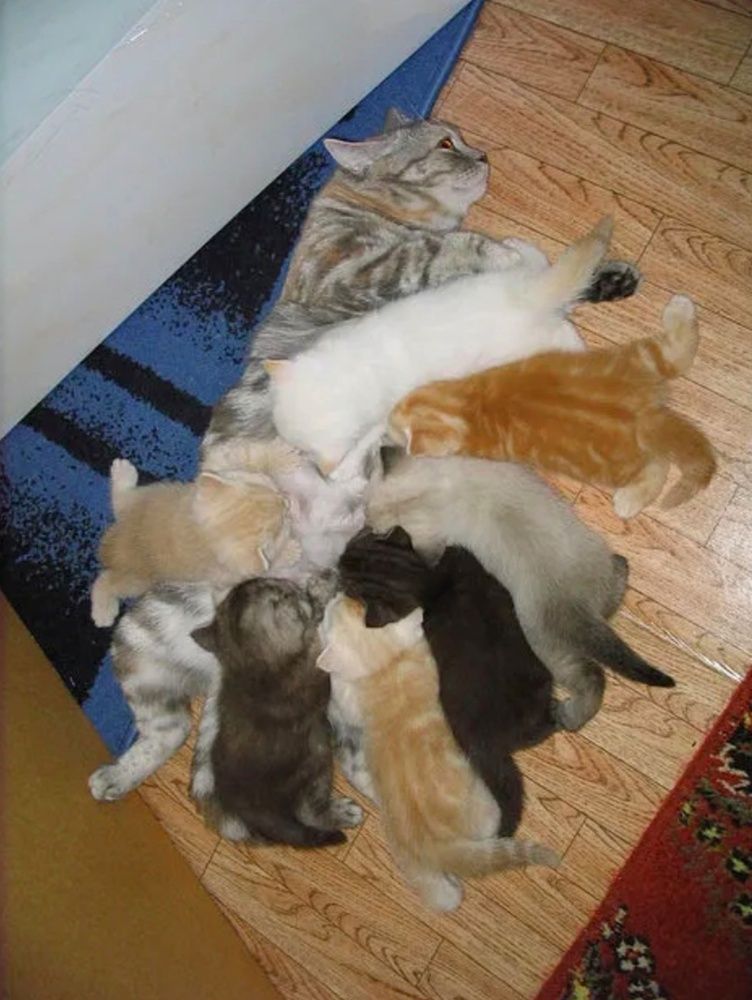 Кошка рекордсменка