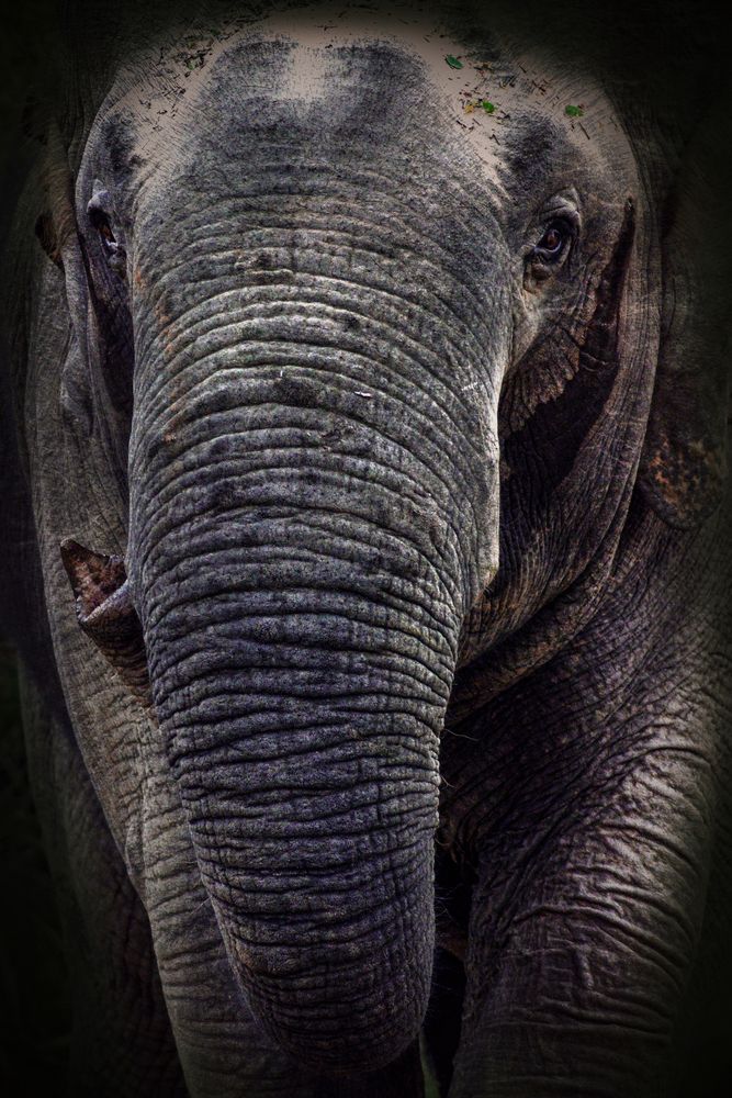 Musth Elephant