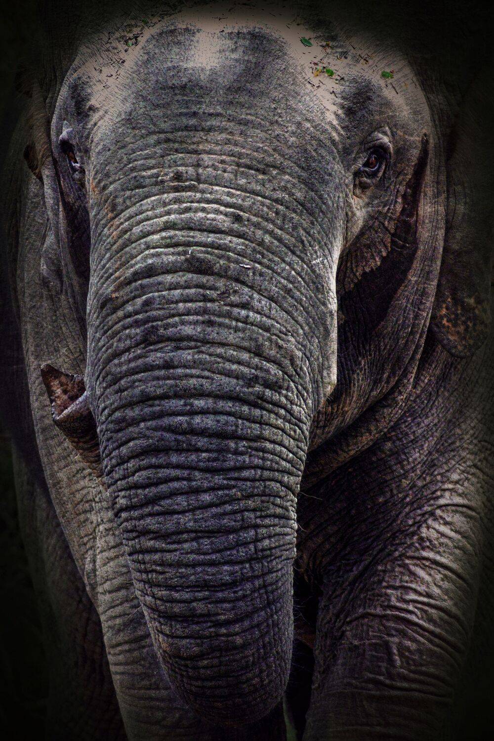 Musth Elephant
