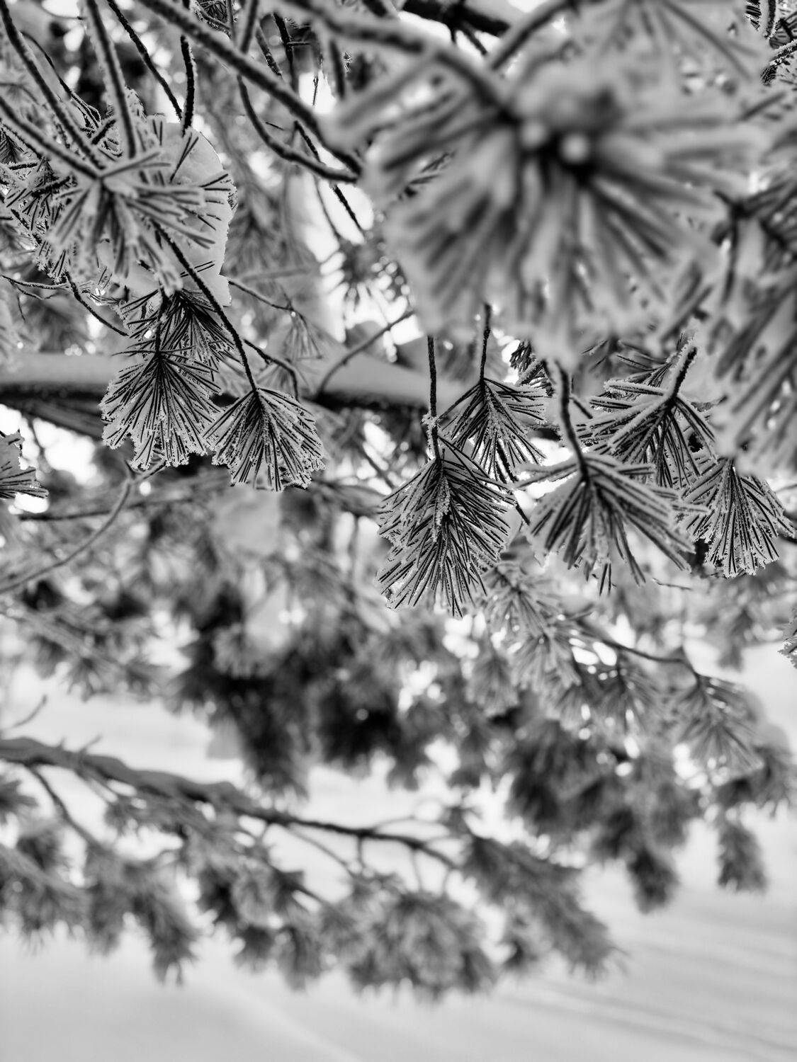 Photo #13472747