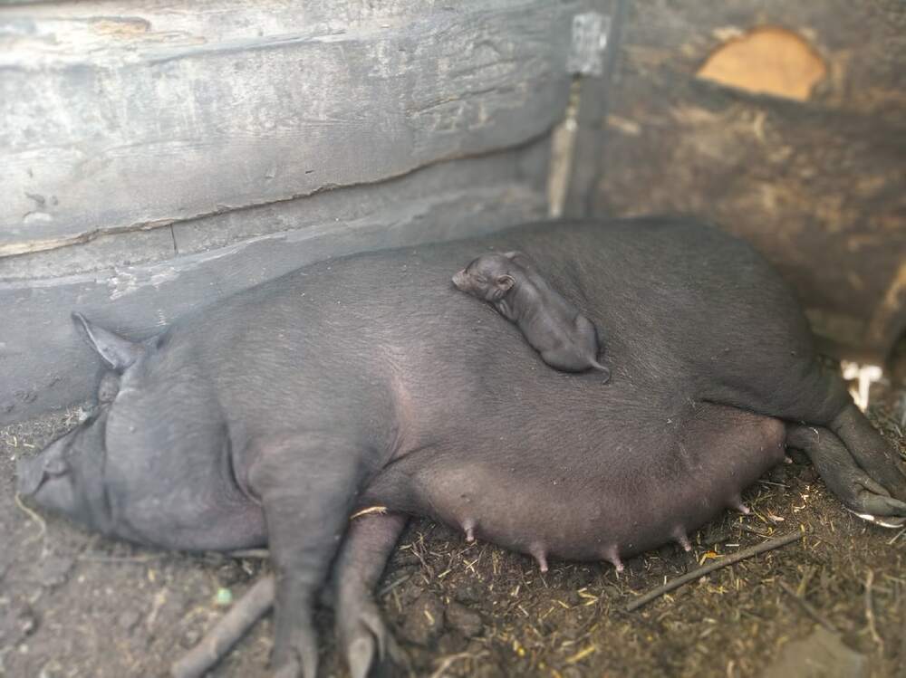 малыш с мамой