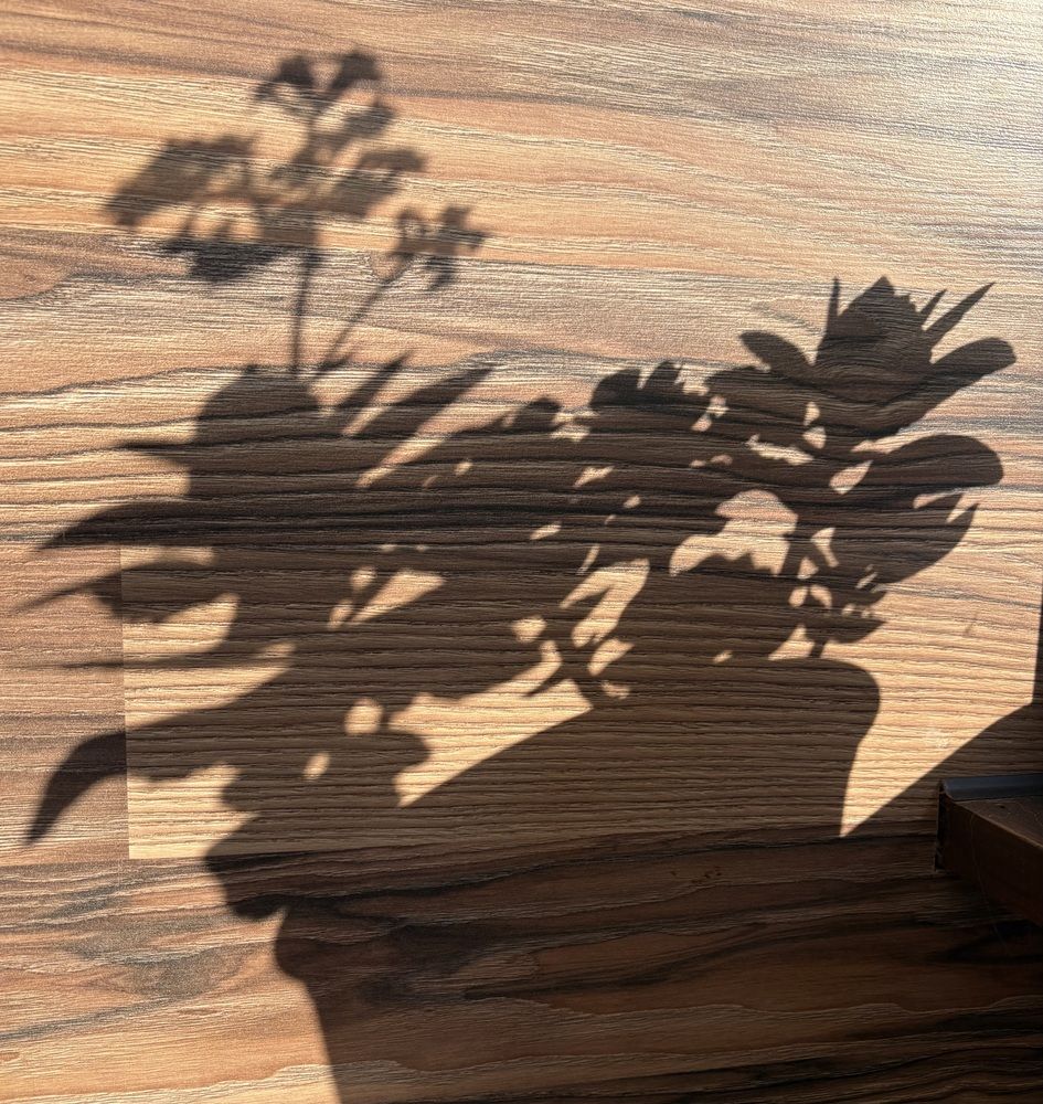 Фотография автора Catherine Shashkova