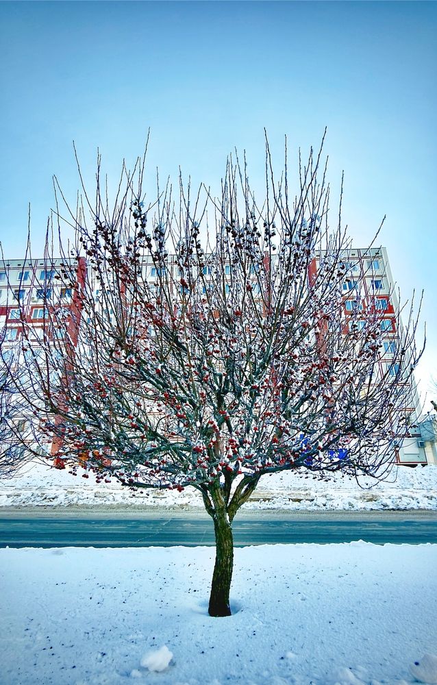 Просто зима