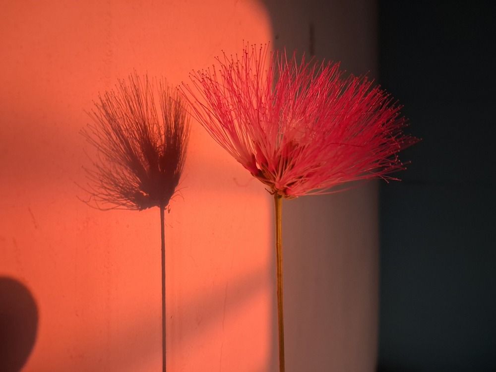 Photograph by Vijayakumar