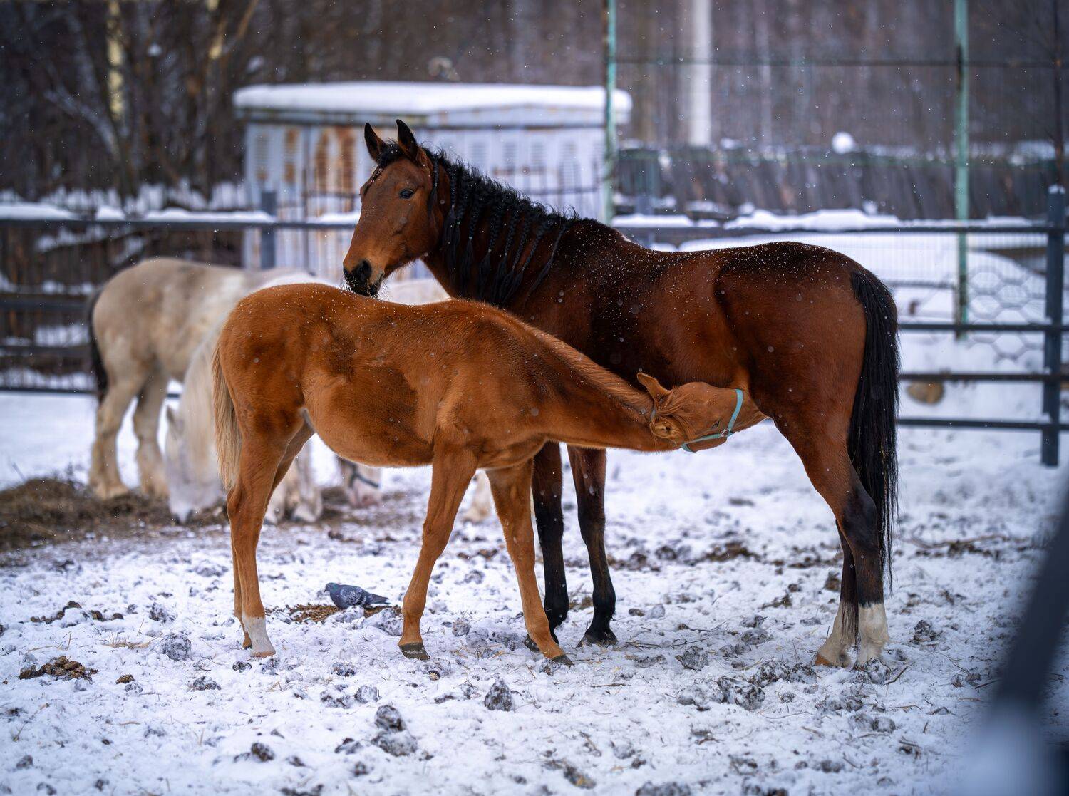 Зимняя забота