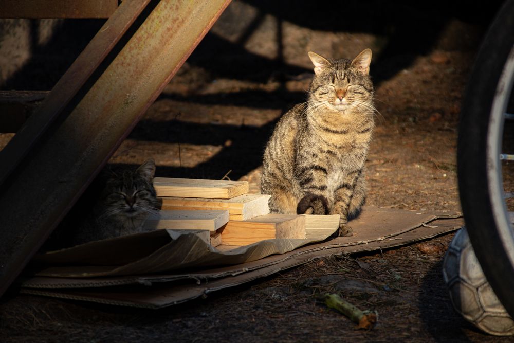 Photo #13475157