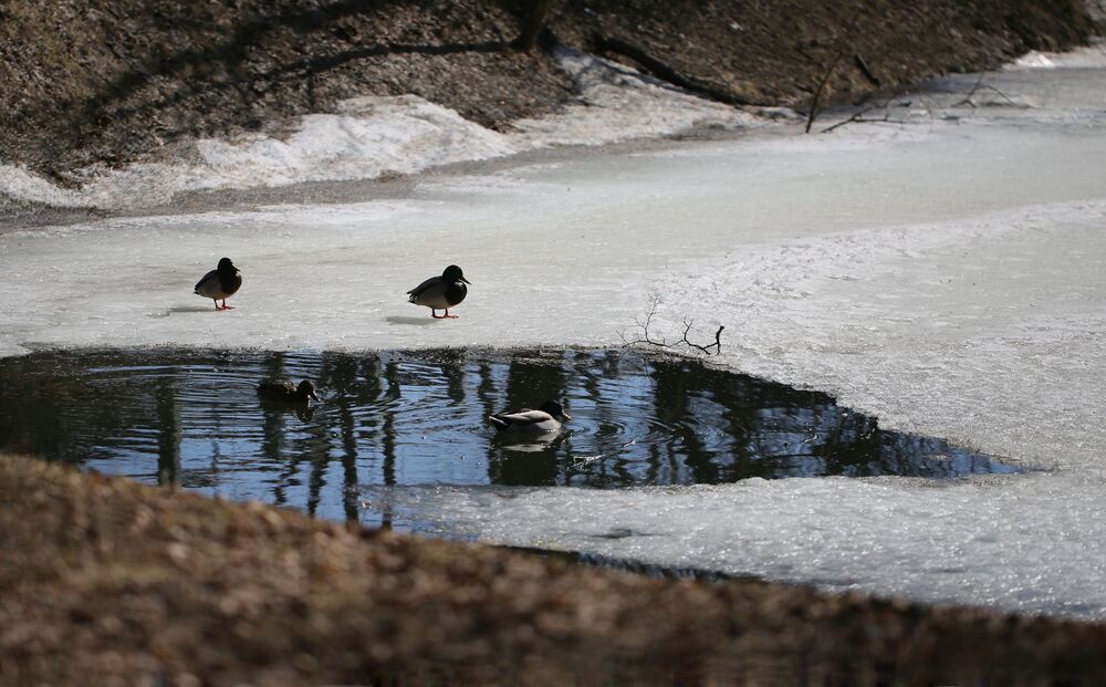 Март месяц, весна на пруду