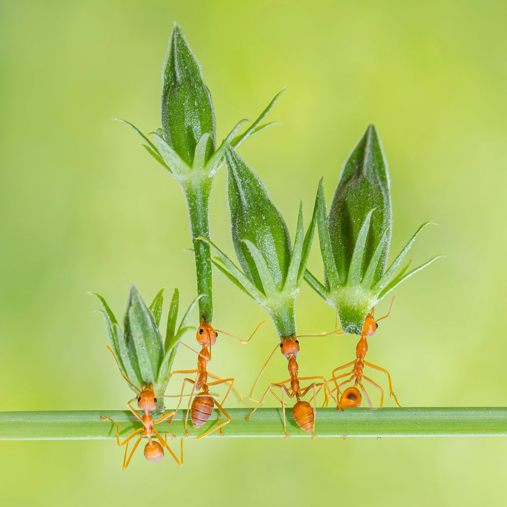 Oecophylla smaragdina