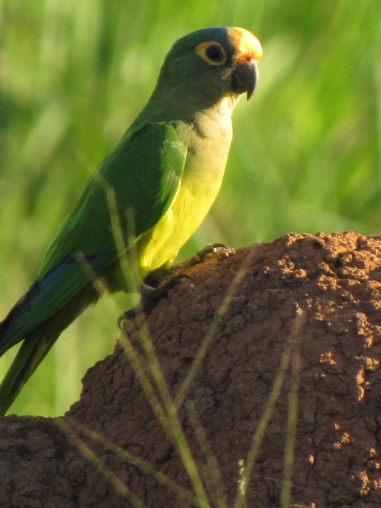 Photograph by ADERLANDIA SALOMAO