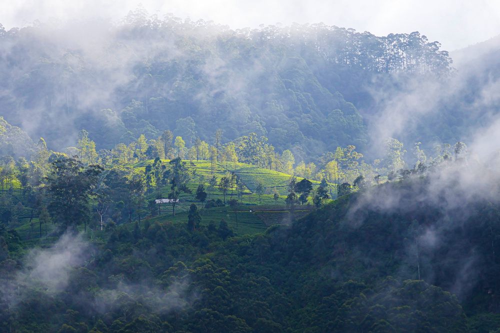 Photograph by K.G.Supun Nayanajith Samaraweera Nayanajith