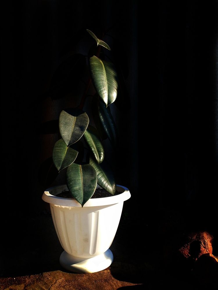 Photograph by Елена