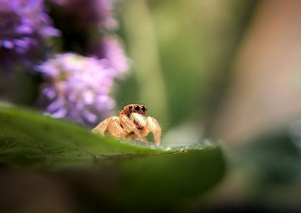 The jumper