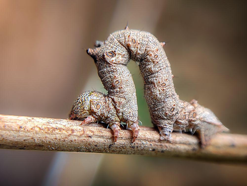 An inchworm blending in