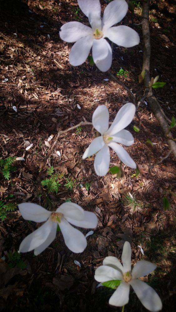 Photograph by Luiza Femin